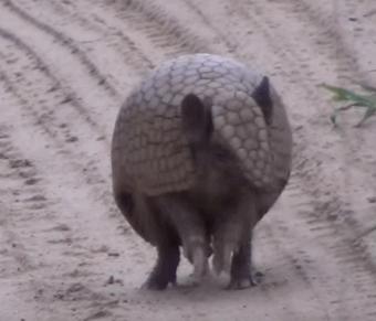 有壳的动物有哪些,有壳的动物有哪些呢