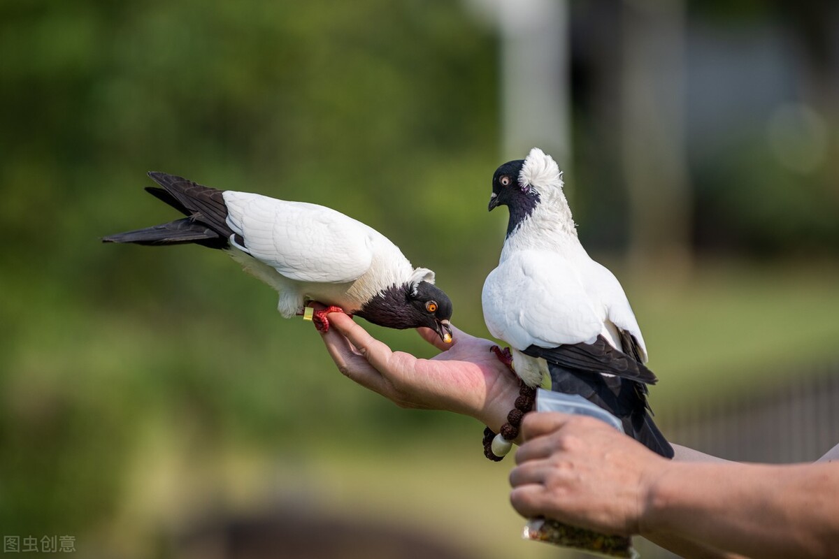 鸽子拉稀便怎么回事,鸽子吃甲硝唑治疗拉稀和水便吗
