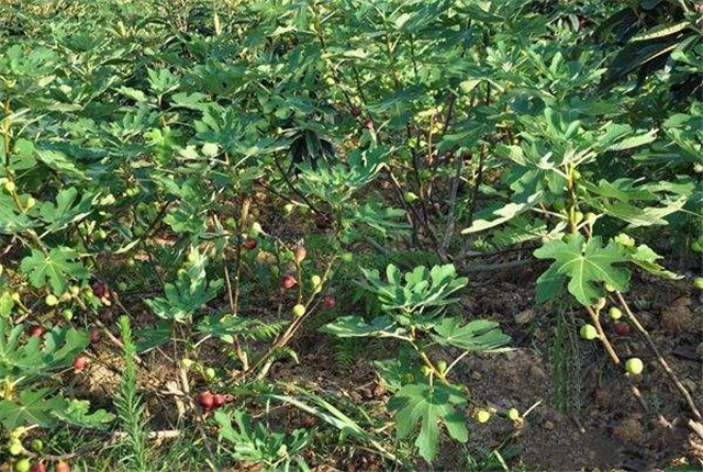无花果种植技术和管理方法,无花果种植技术与管理如何挂果多