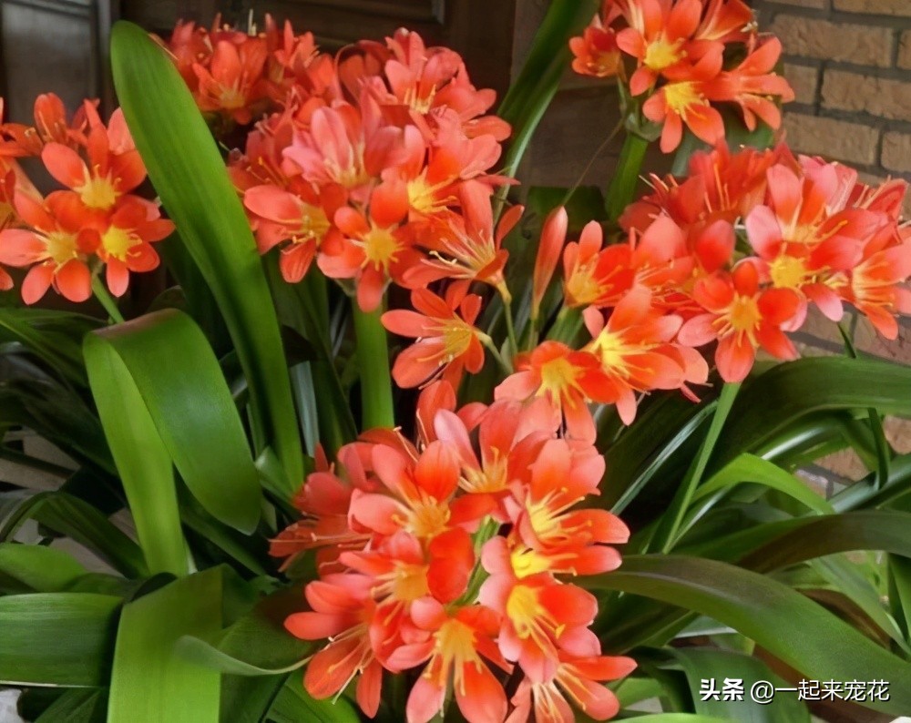 君子兰夏季怎样防病虫,夏季君子兰的养殖方法和注意事项