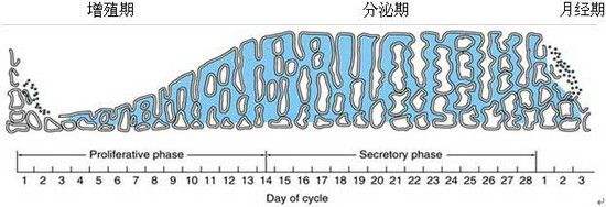 怎么会引起内膜增厚,颈动脉分叉处内膜增厚
