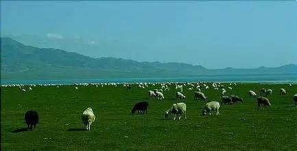 新疆十八怪最新消息,十八怪新疆版完整版