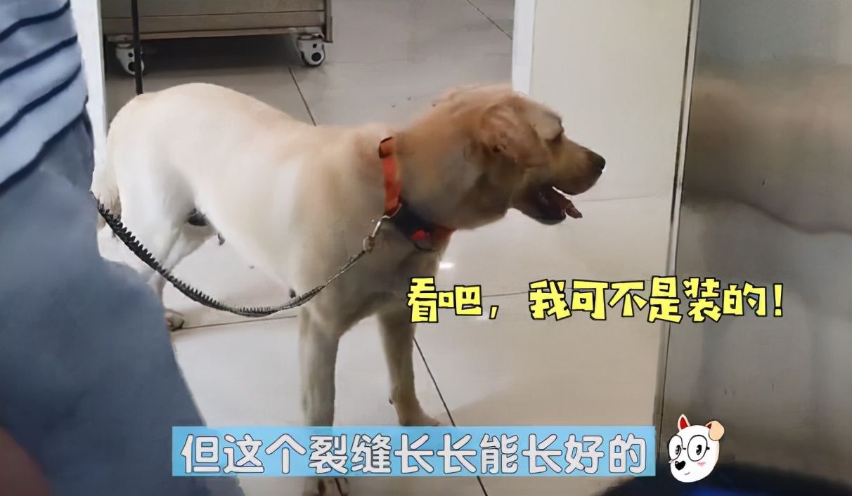 拉布拉多突然瘸了,拉布拉多腿突然瘸了能自己恢复吗