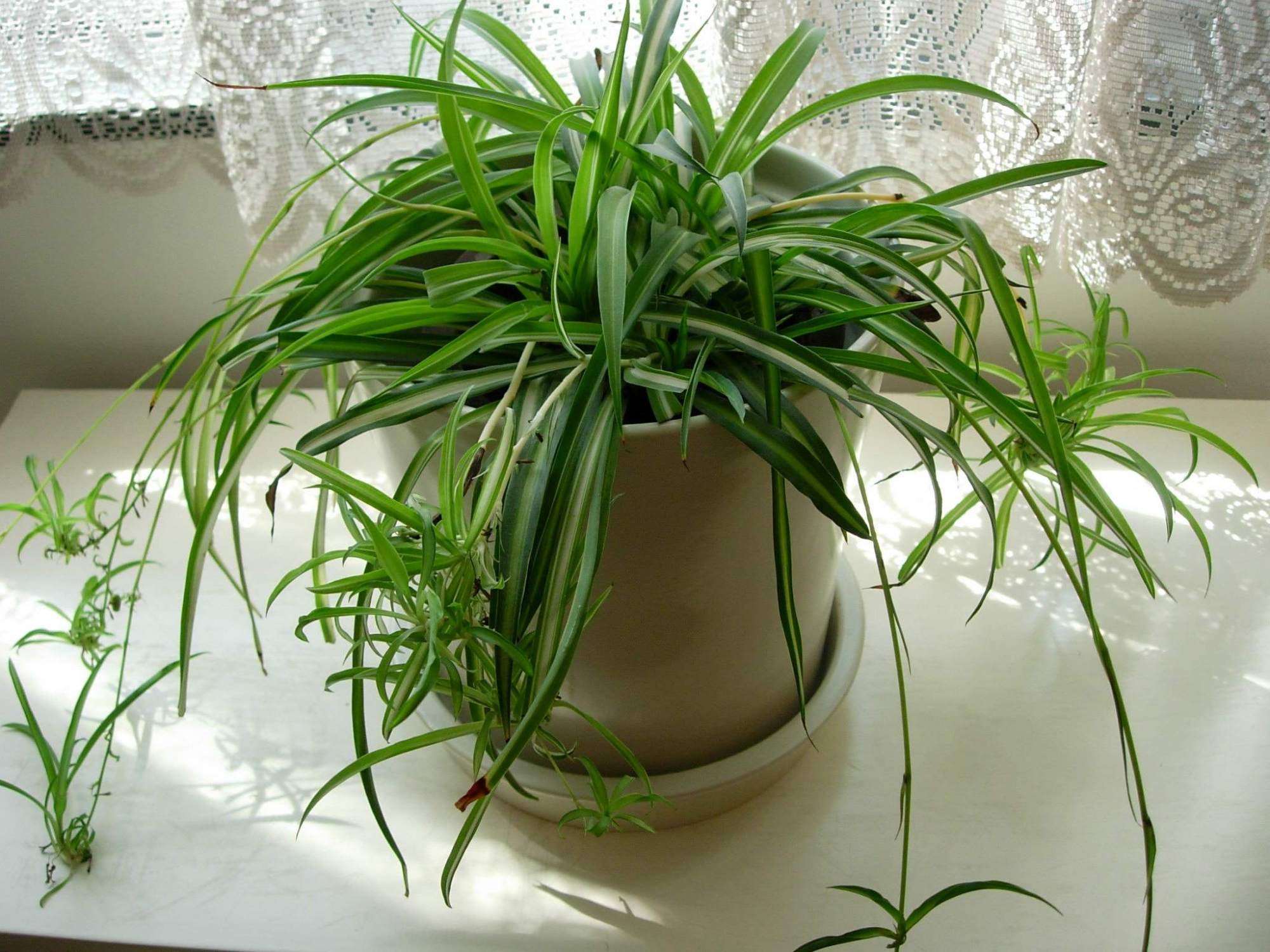 栀子吊兰绿萝浇水,绿萝和吊兰用什么浇水最好