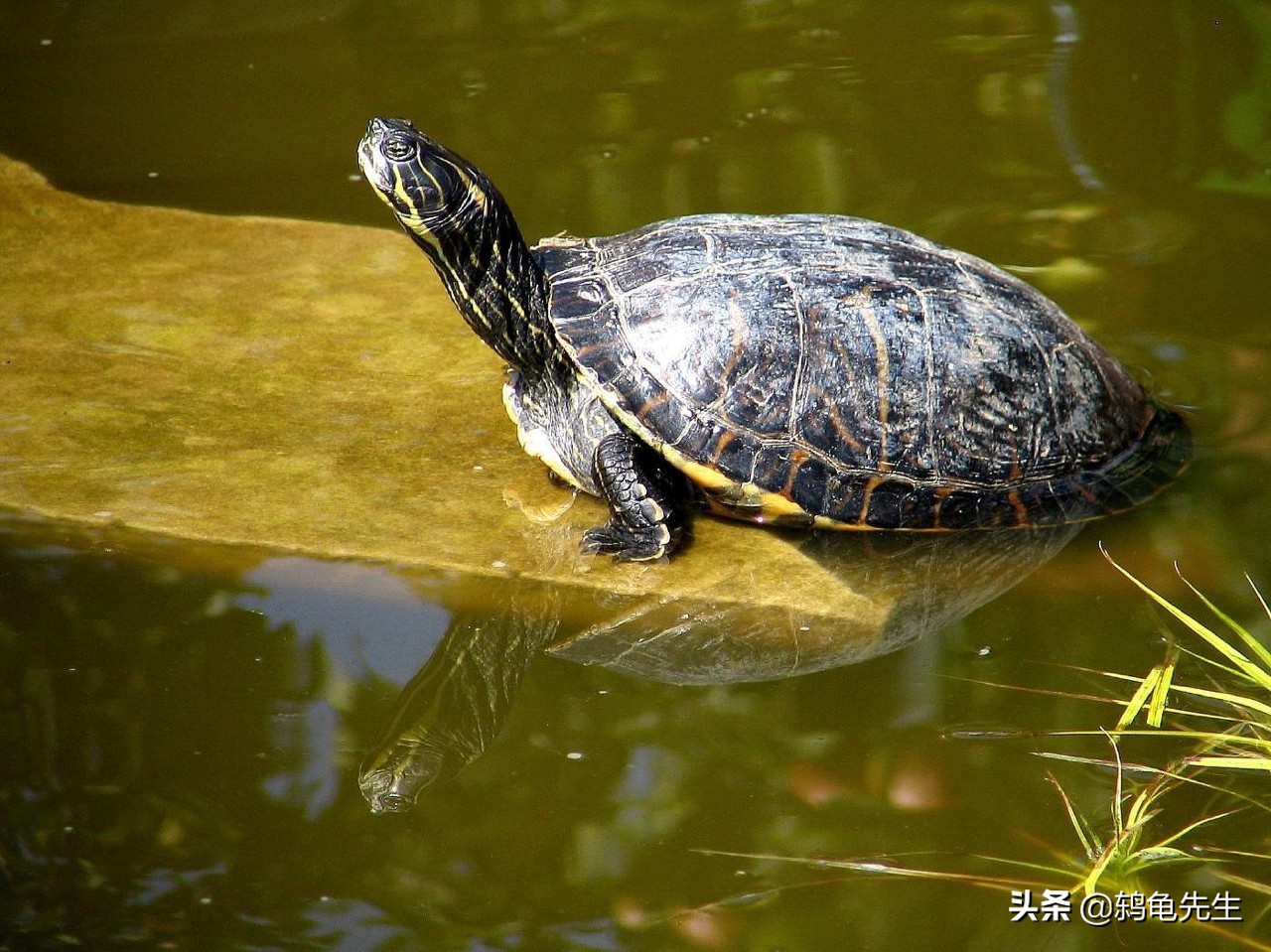 养乌龟的说法是不是迷信,养乌龟有必要买晒背灯吗