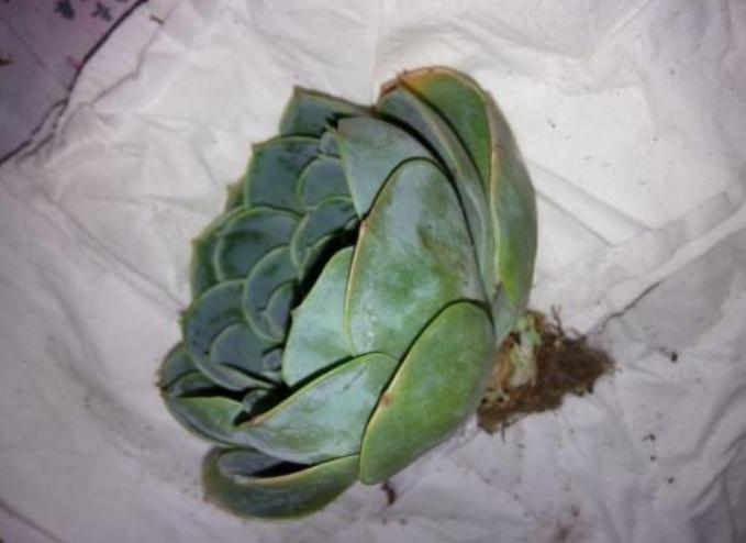 换盆后浇水不漏水怎么办,换盆后土壤怎么处理