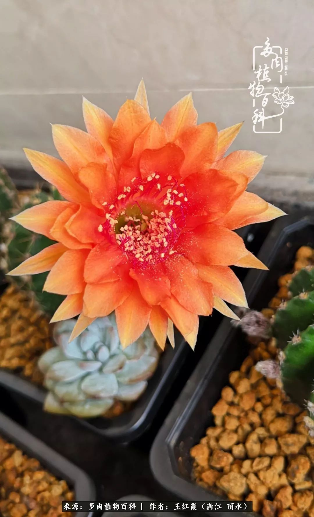 仙人球露养条件,仙人球的露养方法