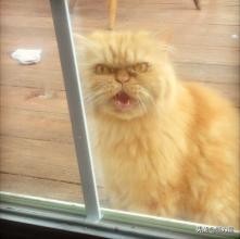 猫咪走丢找回来猫咪的心理,猫咪出走去找公猫还会回来吗