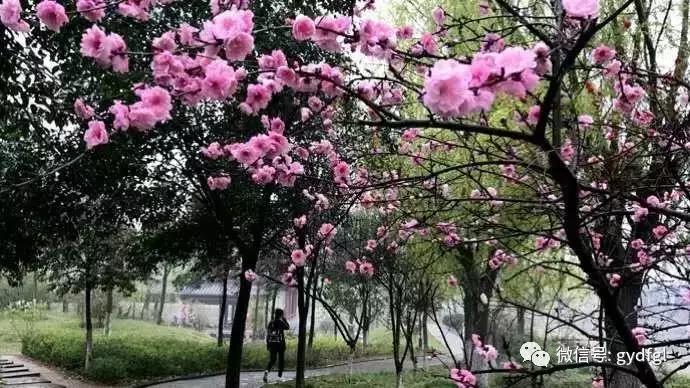 女神节相约美丽,女神节相约一起踏青赏花