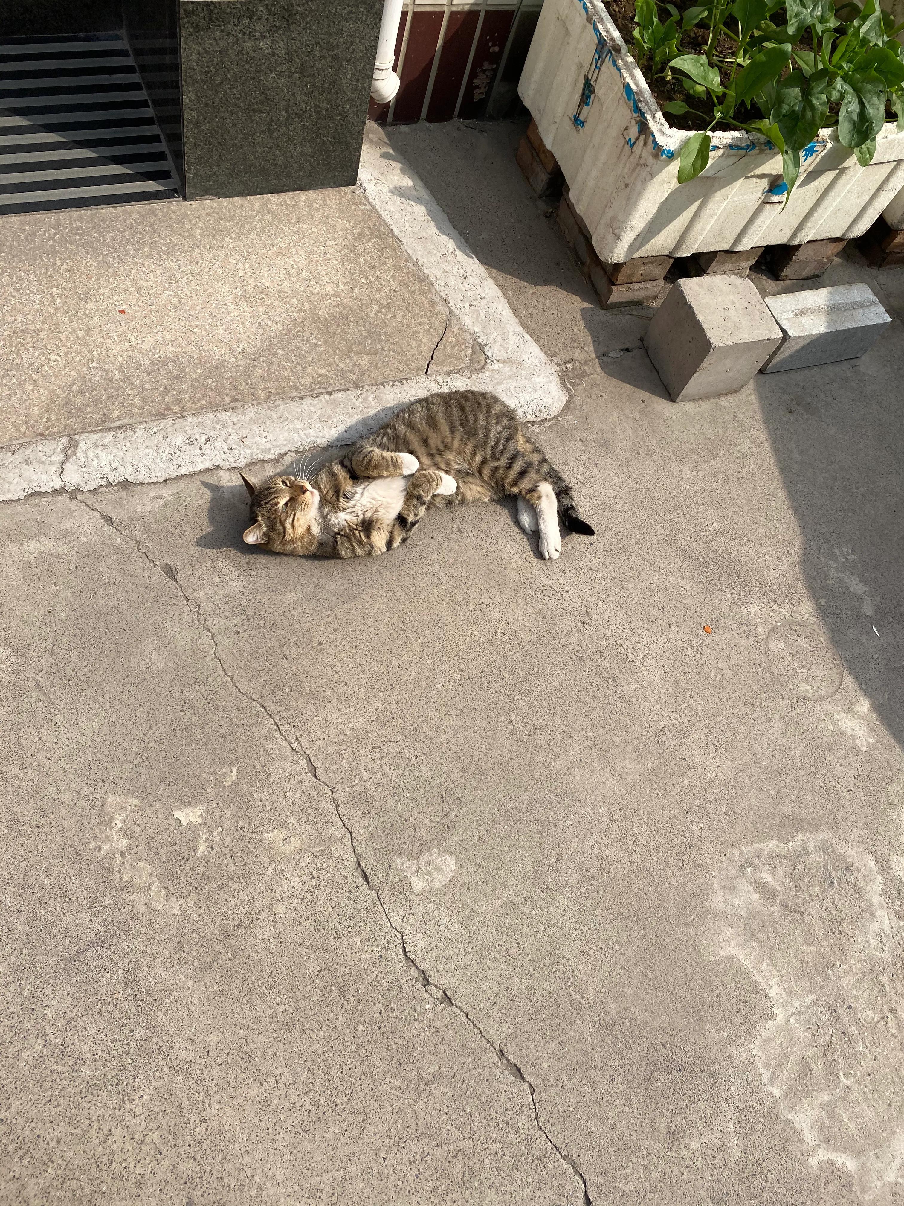 有哪些事情是你养猫后才知道的,养猫之后你会体会到的7件有趣事