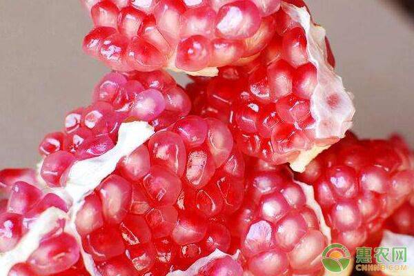 石榴的种植方法和管理技术,幼苗石榴种植剪枝留果控制技巧