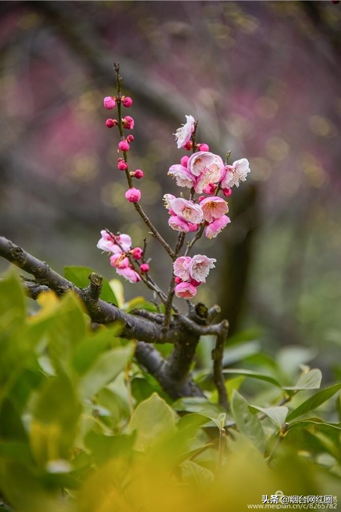 南京梅花山梅花开了吗,来南京梅花山赏梅花