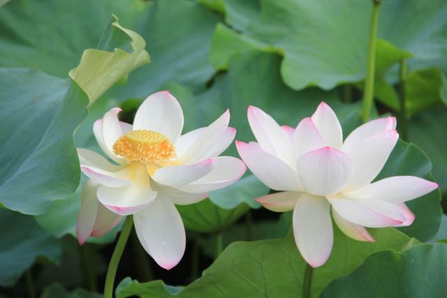 花开一季草木一秋人活一世,人活一世草木一秋花开花落