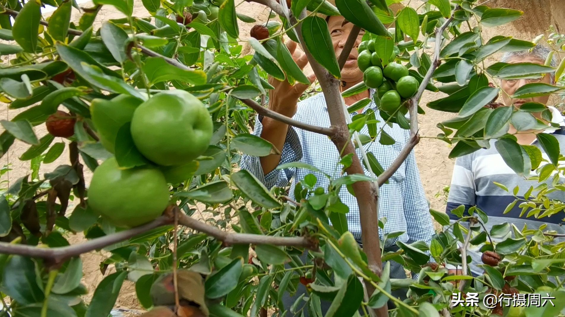 山西农民创奇迹,研究枣树管理技术10年,实现1年能结2次果