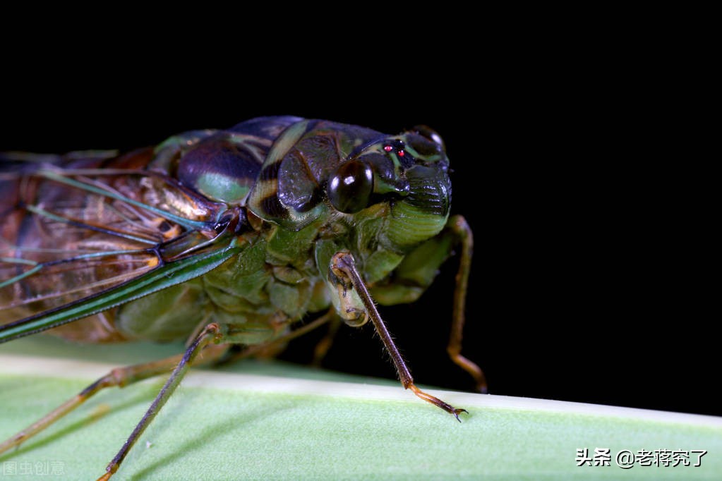 盘点常见鸣虫叫声,鸣虫什么时候鸣叫