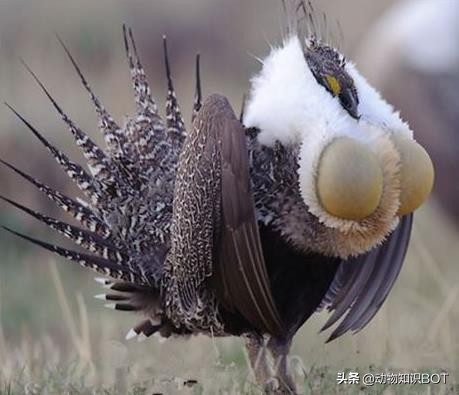 拥有“G*杯罩**”的雄鸡——艾草松鸡，女生看了都自愧不如