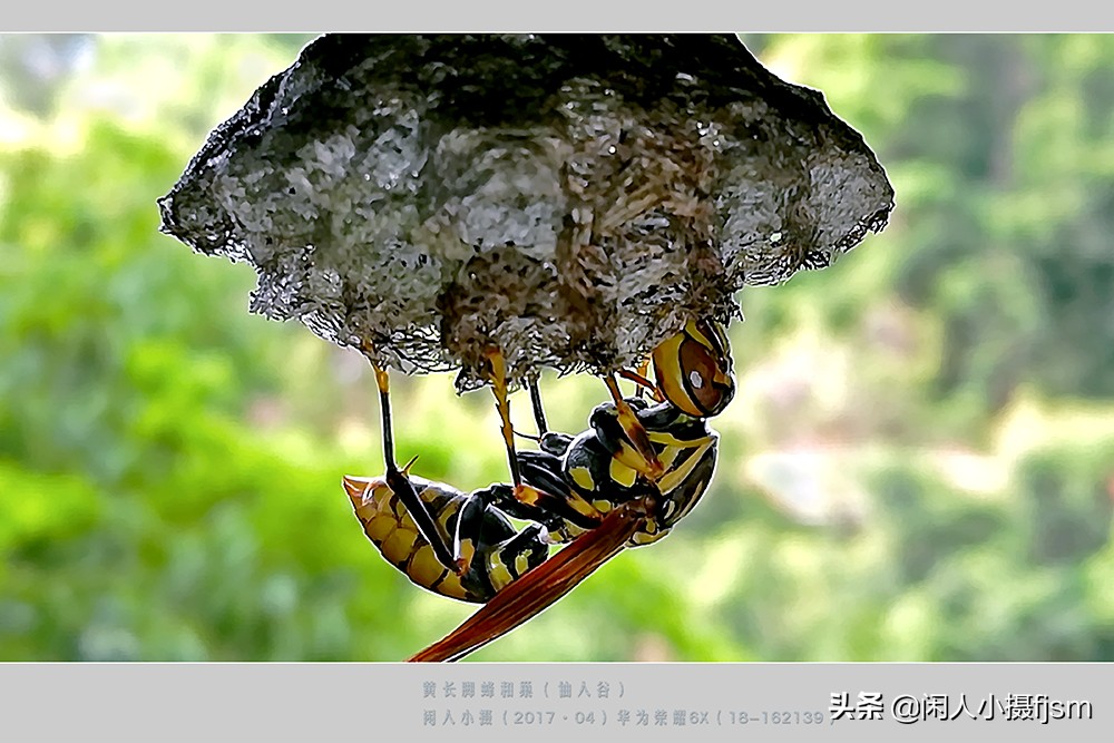 秋季如何防昆虫进屋,秋季防胡蜂知识