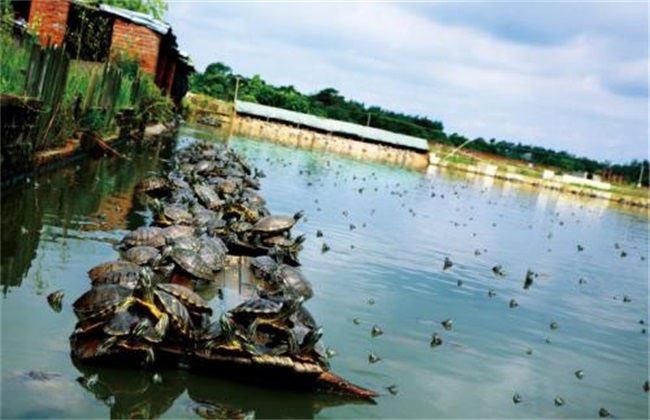 巴西龟怎么养,巴西龟怎么养放多少水