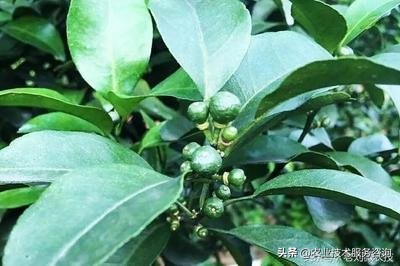 施桔子肥的方法,修剪柑橘树的口诀