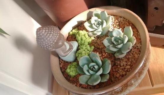 多肉如何养不褪色的方法,多肉养得褪色了怎么回事