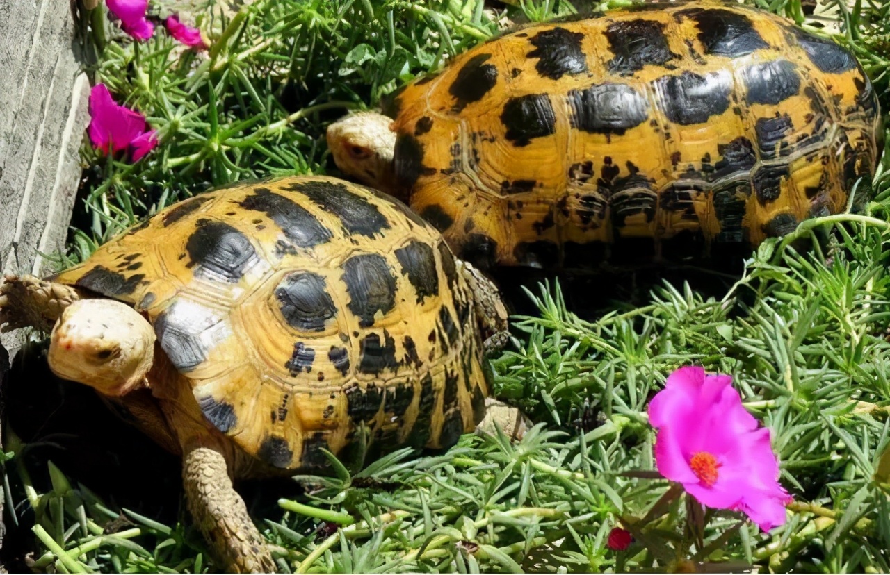 各种龟类图片大全大图,龟类展示会