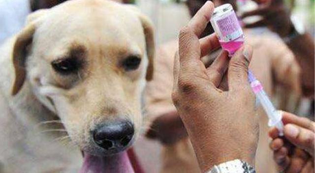 狗狗狂犬病症状是哪些表现,狗狗眼睛发红是不是狂犬病症状