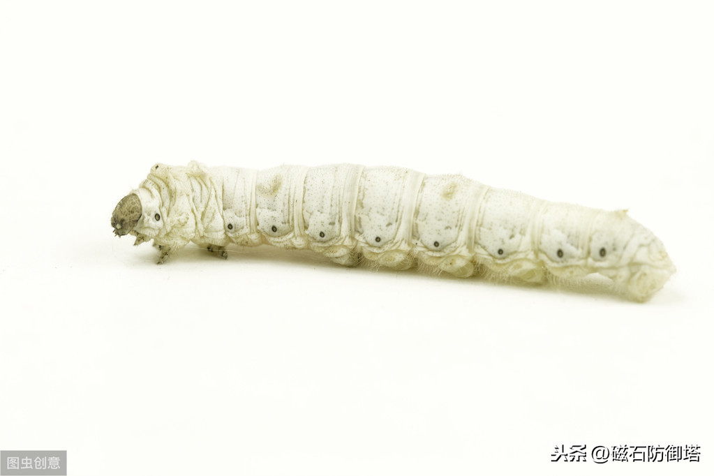 神奇的蚕宝宝的起源,神奇动物之布利多之谜