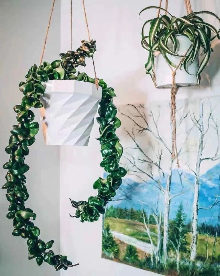 推荐4种“垂吊花”，看一眼就会喜欢上，家里养几盆，美如仙境