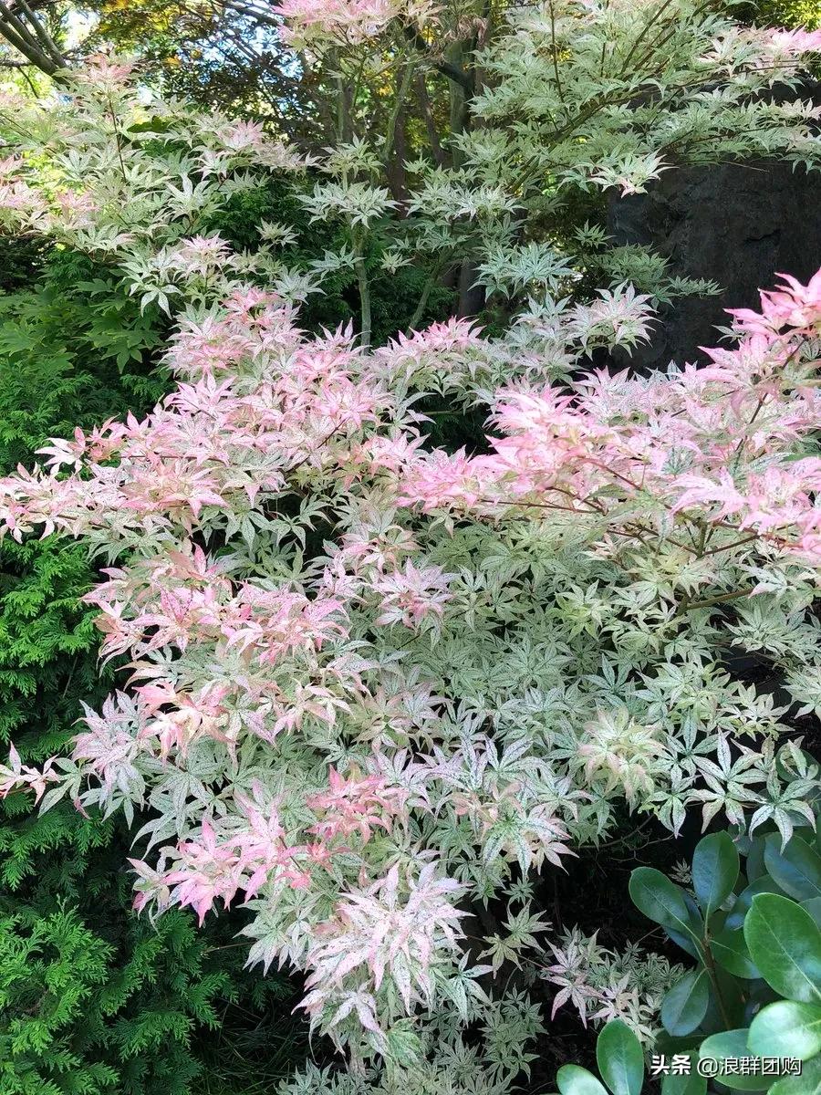 中式庭院藤类植物,枫树和紫藤