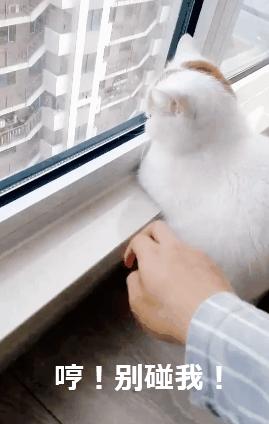 用舌头舔猫会怎样,舔猫头一口会有什么反应