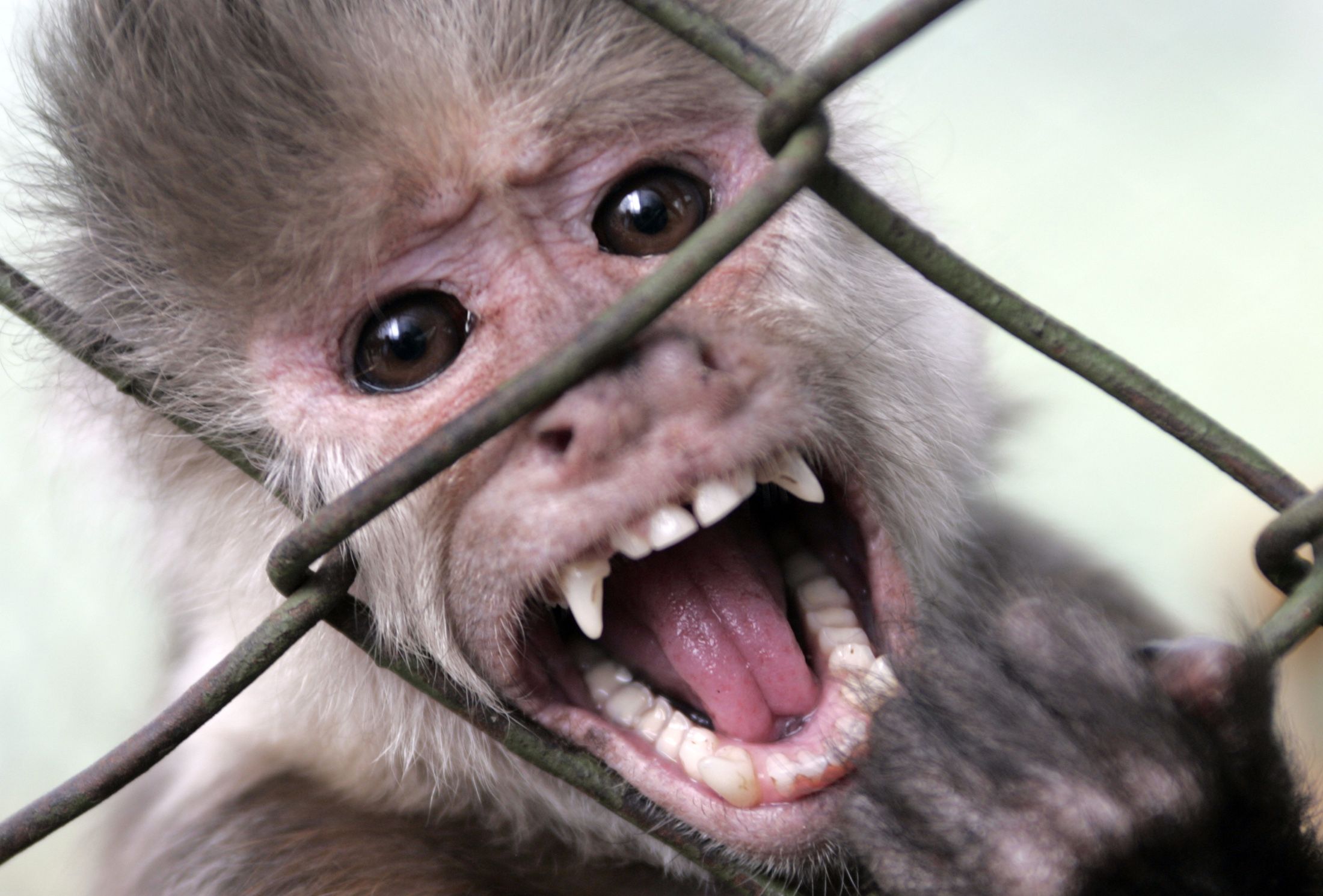 为什么说不能把猴子当宠物养,为什么不能把猴当宠物