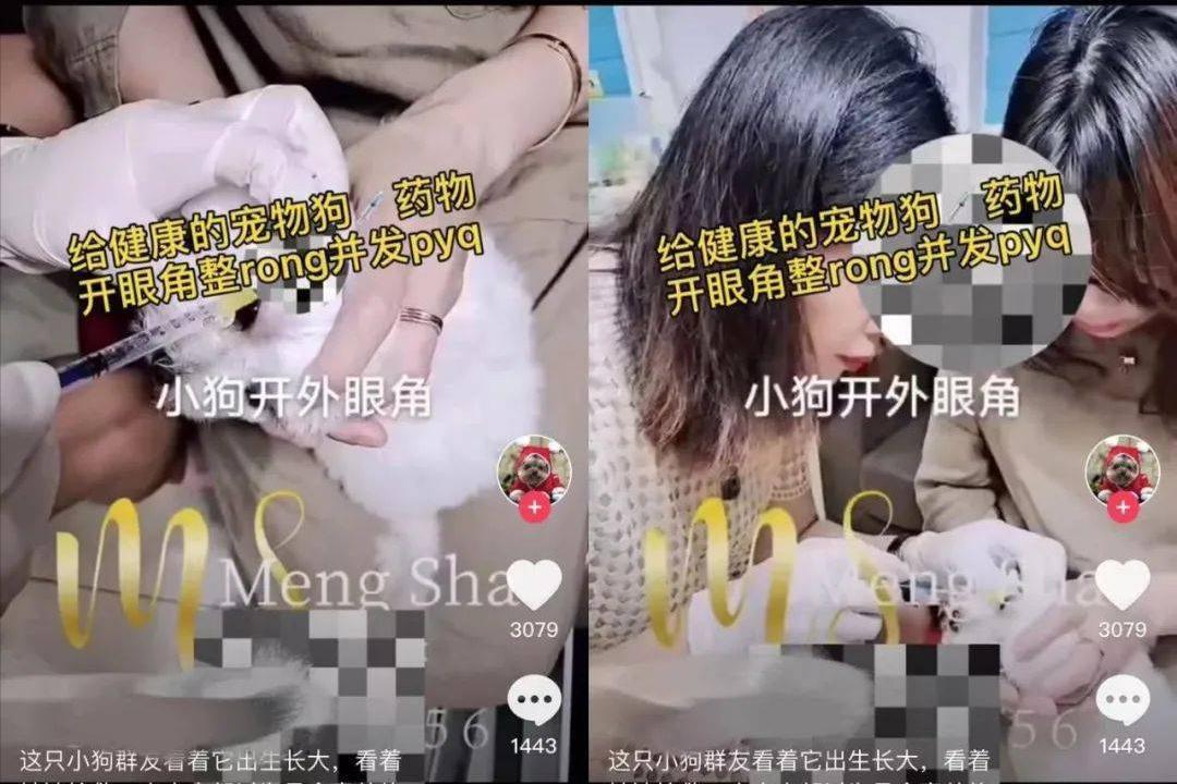 给宠物狗开眼角,宠物狗感染细小死亡