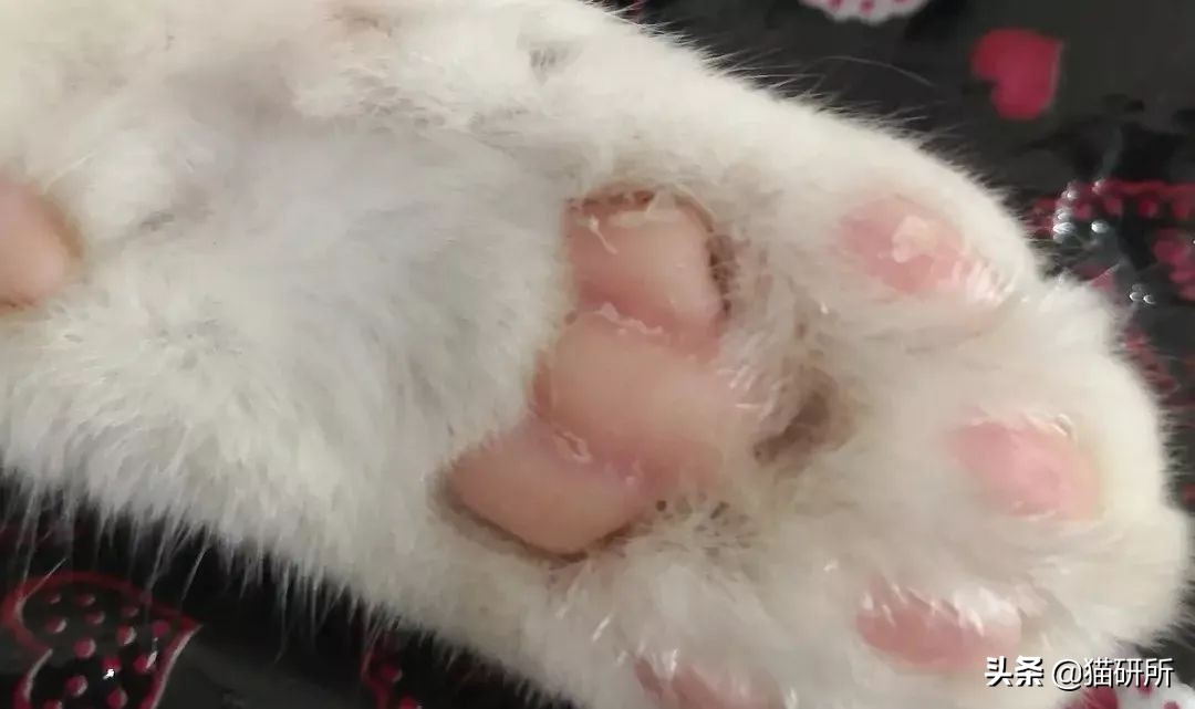 猫肉垫干裂不让人碰,猫肉垫黑色干裂