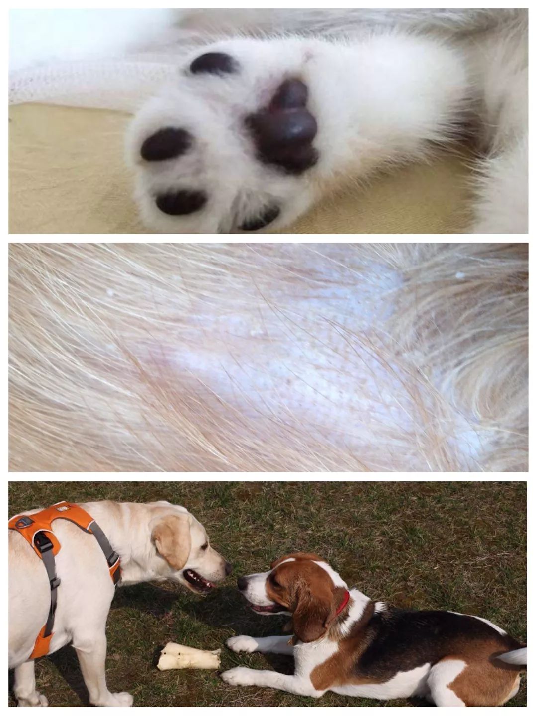 处理狗狗皮肤病的小妙招,狗狗皮肤发红是什么皮肤病