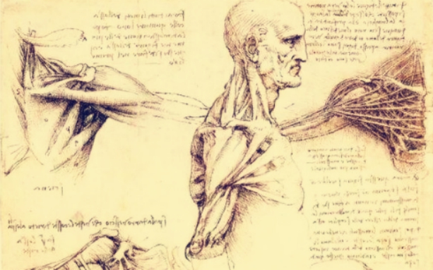 达芬奇研究人体结构手稿,探讨人体结构的奥秘