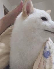 割包皮有割短的情况吗,割包皮有可能割短吗