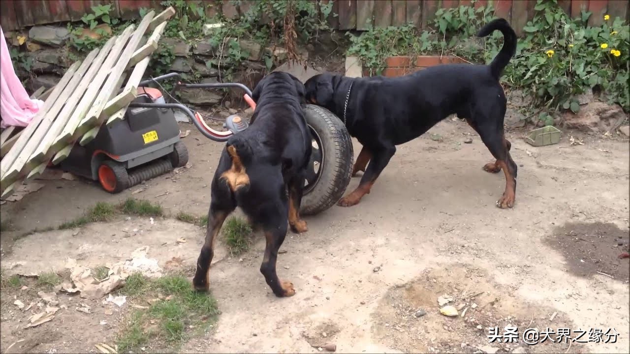 如何挑选好的罗威纳犬,公罗威纳犬与母罗威纳犬的区别