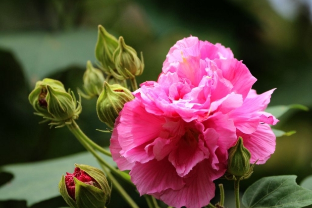 芙蓉花养殖这样做,秋来花开“羞答答”