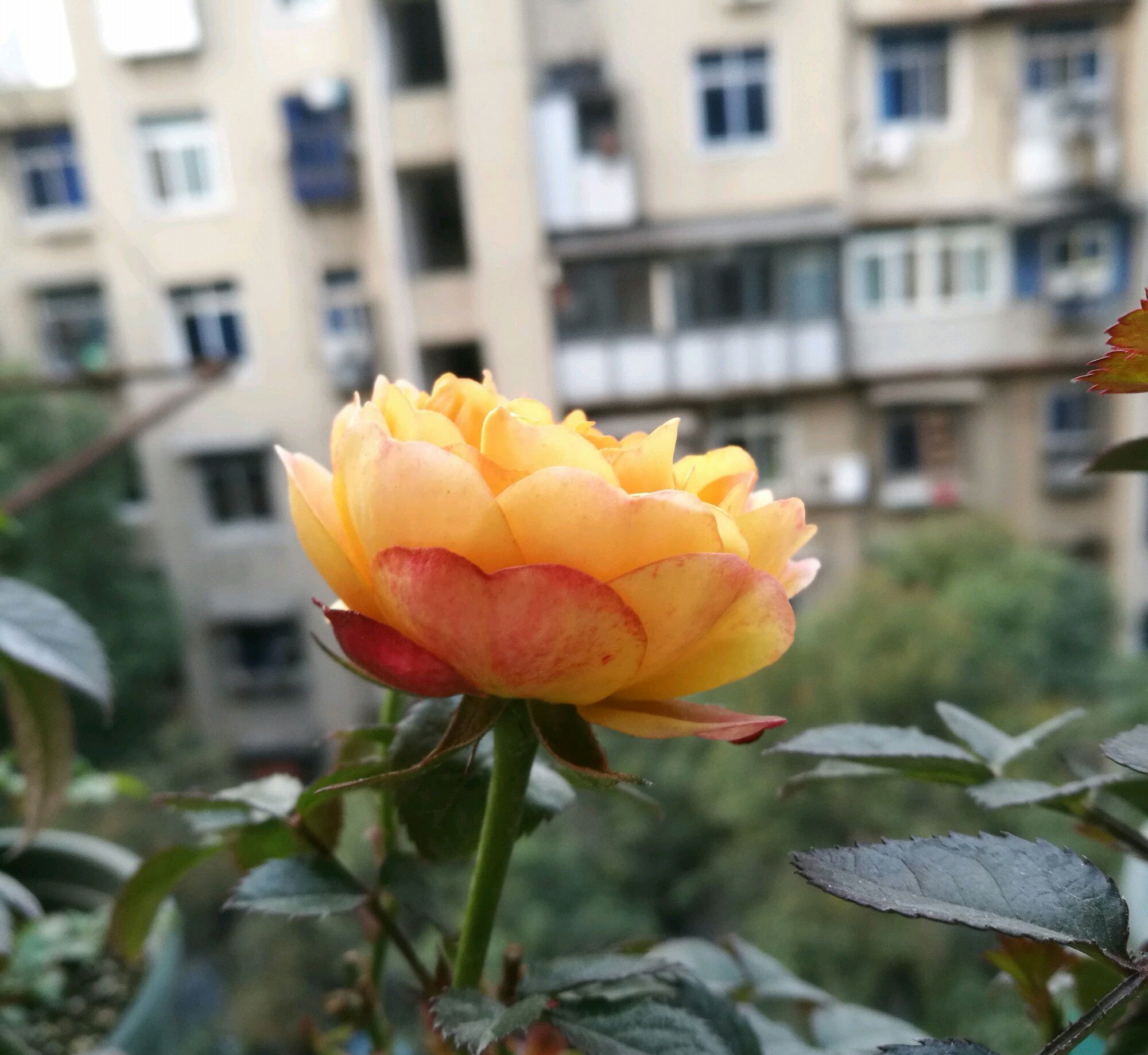 蔷薇老桩嫁接月季在什么时间最好,藤本月季芽点怎么起不来