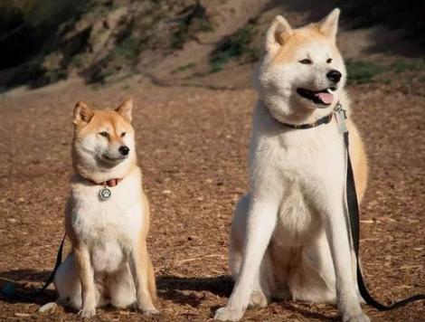 盘点那些奇形怪状的狗狗,十种狗狗比起来哪种狗狗最厉害呢