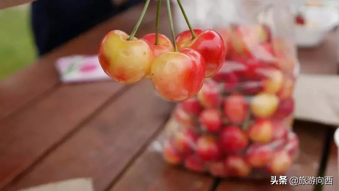 西昌周边摘樱桃的地方,西昌摘樱桃网红地