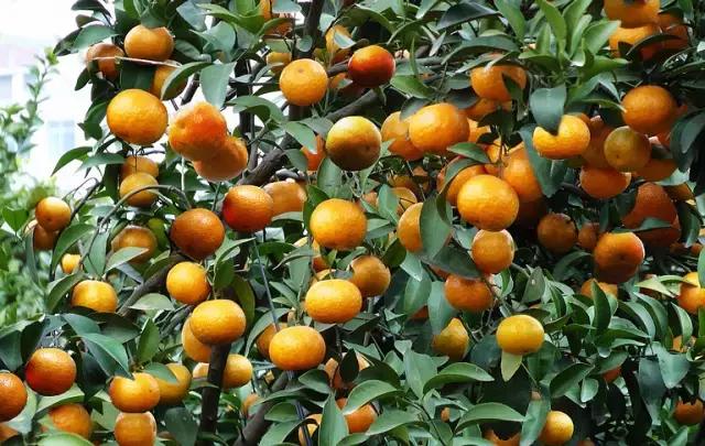 柑橘各生长期需求元素,柑橘富含的微量元素分别有什么用