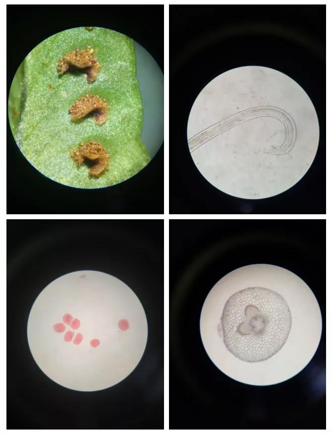 绵中保送北大,绵中高中清北