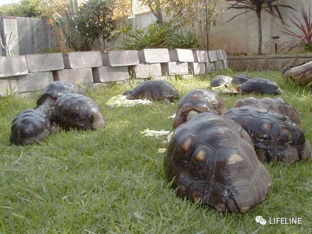 红腿陆龟怎么养活,新手养红腿陆龟准备什么