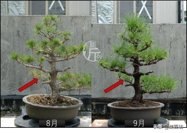 黑松盆景造型实例图解 (小型黑松造型盆景)