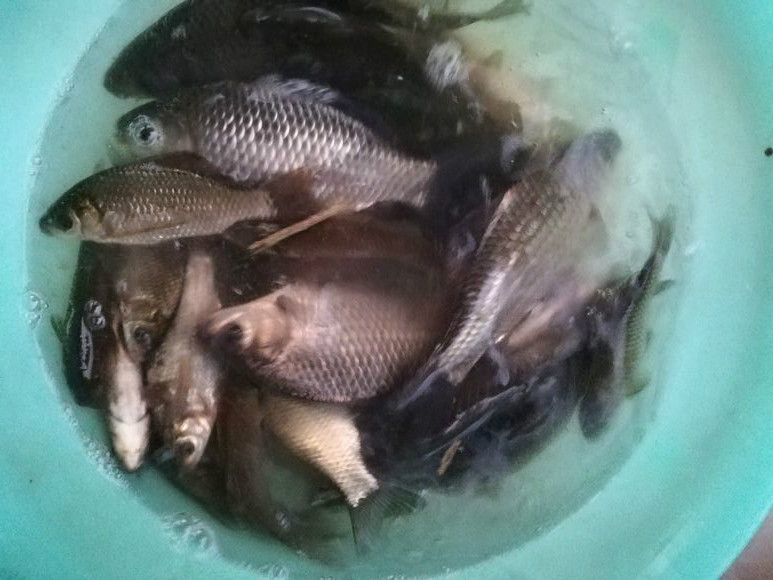 所有钓友都没口,一天能钓几十斤鲫鱼的窝料分享