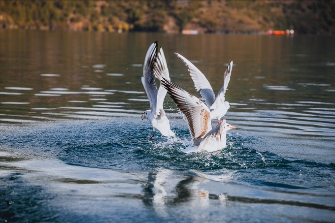 消失的地平线上的“香巴拉”和“女儿国”（二）