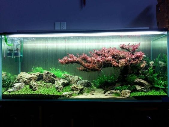 草缸可以不用灯吗,草缸用t5还是t8的灯管