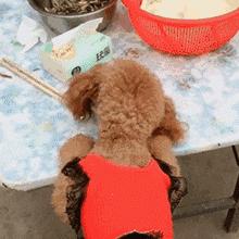 泰迪犬的十大坏处,养泰迪犬的好处和坏处