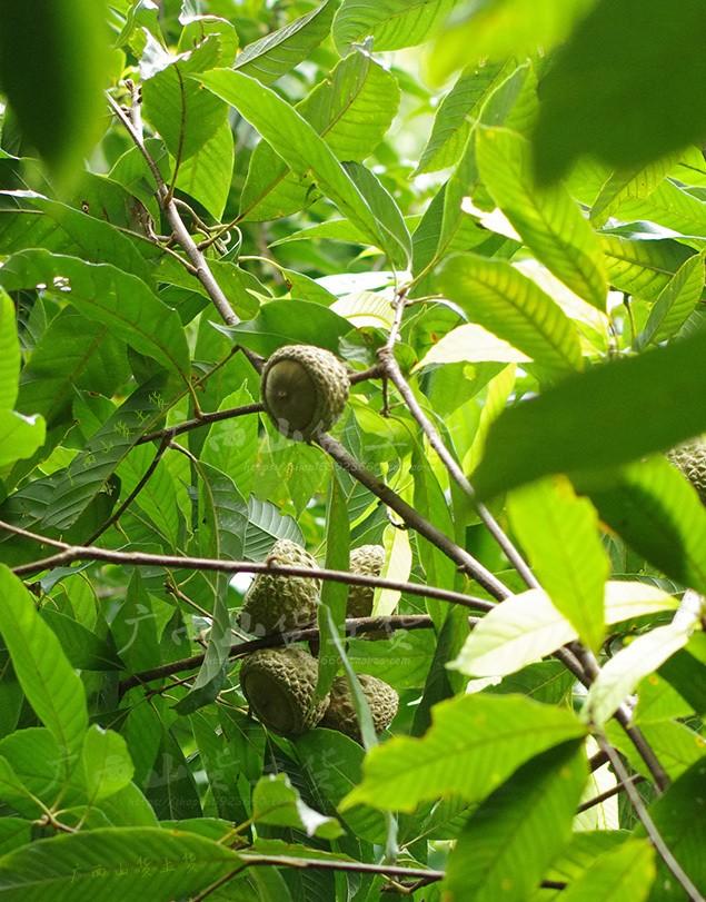 印度神油的主原料壮阳果，你知道它可以食用嘛